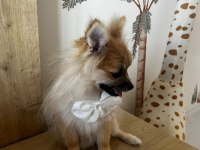 6 aylık pomeranian spitz köpeğimiz