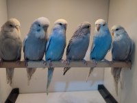 Show jumbo dişi muhabbet kuşu yavrular çok uyguna