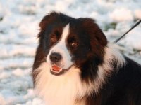 Fcı Kıf Şecereli Mikro çipli 6 aylık aşılı border collie