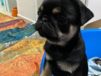 BLACK TAN PUG YAVRULAR