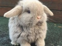 Hollanda Teddy Lop Tavşan Yavruları Hazır