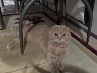 Yetişkin scottish fold
