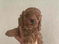 Toy poodle bebeklerim yeni yuvalarına gitmeye hazır