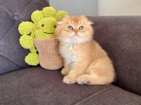 Sakin insan canlısı british shorthair gold yavrularımız