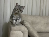 British shorthair duman yeni yuvasını bekliyor