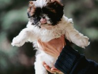 Safkan Harika anne altından shih tzu bebekler
