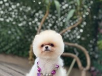 Tea Cup Pomeranian Boo Kızımız