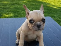 French Bulldog Köpeğimiz