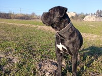 FCI/KIF A Class Şecereli Show kalitede cane corso yavrular