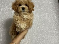 Dünya Tatlısı Maltipoo Yavruları
