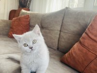Lilac british shorthair 2 aylık yavru