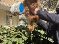 Toy Poodle Türkiye Starı