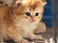 British Longhair Dora