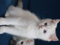Safkan british shorthair kardeşler