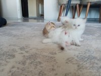 Tatlı british shorthair maviş kediler