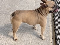2 Yaşında Harika Guzellikte Orjinal Fransiz Bulldog