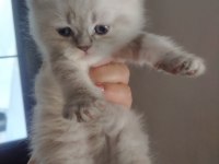 Çok Tatlı 2 Erkek 1 Dişi Yavru