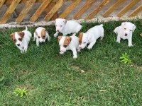 Safkan erkek ve dişi jack russell köpekler