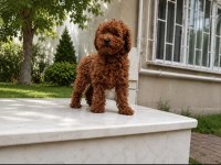 Toy Poodle Kardeşler