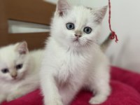 Yasal çiftlikden ziyarete açık british shorthair