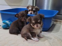 ELMA KAFA KÜT BURUN TEACUP CHİHUAHUA BEBEKLER