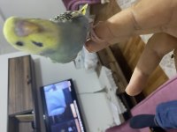 Güzel bir yavru muhabbet kuşu