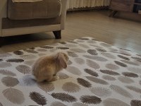 Kulakları Düşük Tavşan