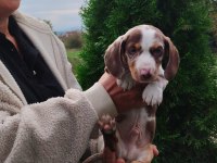 Birbirinden özel dachshund yavruları