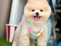 Safkan Pomeranian Boo Yavrularımız