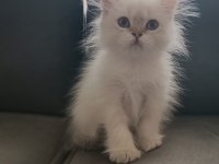 Mükemmel british longhair erkek