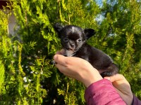 chihuahua