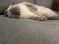 Scottish fold gri