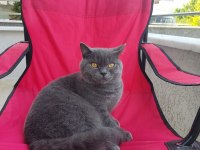British Shorthair Kedim için Detaylar Açıklama