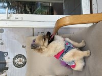 Pomeranian boo dişi