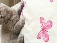Acil british longhair