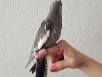 Genç sultan takım yavru yumurta var altında