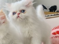 Basık burun mavi göz iran kedisi