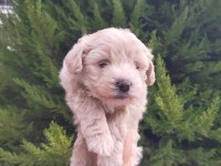 Maltipoo erkek bebeklerimiz