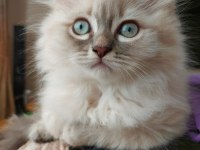 3 aylık erkek british longhair