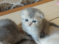 Güzel yavrularımız sahiplendirilecektir scottish fold