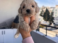 Maltipoo yavrularımız