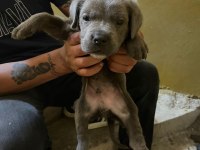 Uygun cane corso bir buçuk aylık