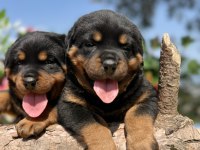 Üst Kalite Rottweiler Yavrular