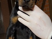 DEV GİBİ EUROPEN DOBERMAN YAVRULAR