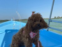 Dişi 1 Yaşında Poodle