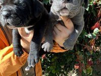 Safkan cane corso yavrular