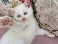 British shorthair kedimiz