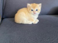 Scottish fold