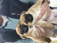 Yavru dişi erkek pug