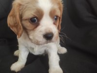 Cavalier king charles